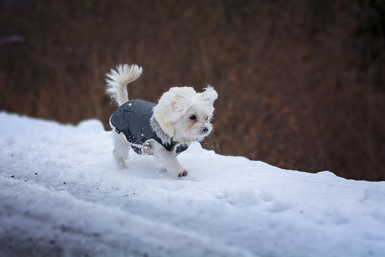 Winter Safety Tips for Pets